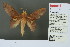  ( - RMNH.INS.13745)  @13 [ ] Unspecified (default): All Rights Reserved  Unspecified Unspecified
