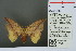  (Oreta bicolor - RMNH.INS.13791)  @13 [ ] Unspecified (default): All Rights Reserved  Unspecified Unspecified