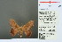  (Oreta rubromarginata - RMNH.INS.13794)  @13 [ ] Unspecified (default): All Rights Reserved  Unspecified Unspecified