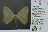  (Thalassodes sundissepta - RMNH.INS.13869)  @12 [ ] Unspecified (default): All Rights Reserved  Unspecified Unspecified