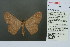  (Zythos obliterata - RMNH.INS.13907)  @14 [ ] Unspecified (default): All Rights Reserved  Unspecified Unspecified