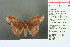  ( - RMNH.INS.13938)  @14 [ ] Unspecified (default): All Rights Reserved  Unspecified Unspecified