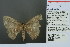  (Astygisa metaspila - RMNH.INS.13956)  @14 [ ] Unspecified (default): All Rights Reserved  Unspecified Unspecified