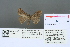  ( - RMNH.INS.13553)  @12 [ ] Unspecified (default): All Rights Reserved  Unspecified Unspecified