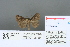  ( - RMNH.INS.13554)  @12 [ ] Unspecified (default): All Rights Reserved  Unspecified Unspecified