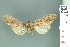  ( - RMNH.INS.13729)  @11 [ ] Unspecified (default): All Rights Reserved  Unspecified Unspecified