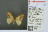  (Tridrepana argentistriga - RMNH.INS.13780)  @12 [ ] Unspecified (default): All Rights Reserved  Unspecified Unspecified
