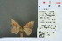  ( - RMNH.INS.13792)  @13 [ ] Unspecified (default): All Rights Reserved  Unspecified Unspecified