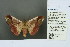  ( - RMNH.INS.13937)  @13 [ ] Unspecified (default): All Rights Reserved  Unspecified Unspecified