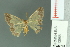  (Zamarada nesiotica - RMNH.INS.13966)  @13 [ ] Unspecified (default): All Rights Reserved  Unspecified Unspecified