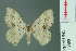  (Calletaera subexpressa - RMNH.INS.13968)  @14 [ ] Unspecified (default): All Rights Reserved  Unspecified Unspecified
