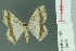  ( - RMNH.INS.13968)  @13 [ ] Unspecified (default): All Rights Reserved  Unspecified Unspecified