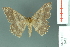  ( - RMNH.INS.13972)  @13 [ ] Unspecified (default): All Rights Reserved  Unspecified Unspecified