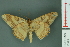  ( - RMNH.INS.13975)  @13 [ ] Unspecified (default): All Rights Reserved  Unspecified Unspecified