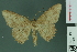  (Luxiaria hyalodela - RMNH.INS.13976)  @14 [ ] Unspecified (default): All Rights Reserved  Unspecified Unspecified