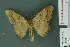 ( - RMNH.INS.13976)  @13 [ ] Unspecified (default): All Rights Reserved  Unspecified Unspecified