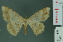  ( - RMNH.INS.13977)  @11 [ ] Unspecified (default): All Rights Reserved  Unspecified Unspecified