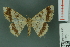  ( - RMNH.INS.13977)  @11 [ ] Unspecified (default): All Rights Reserved  Unspecified Unspecified