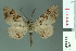  ( - RMNH.INS.13988)  @13 [ ] Unspecified (default): All Rights Reserved  Unspecified Unspecified