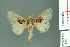  ( - RMNH.INS.14004)  @14 [ ] Unspecified (default): All Rights Reserved  Unspecified Unspecified