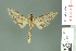  (Xyleutes quarlesi - RMNH.INS.14016)  @13 [ ] Unspecified (default): All Rights Reserved  Unspecified Unspecified
