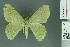  (Actenochroma - RMNH.INS.14084)  @14 [ ] Unspecified (default): All Rights Reserved  Unspecified Unspecified