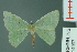 (Albinospila floresaria - RMNH.INS.14097)  @14 [ ] Unspecified (default): All Rights Reserved  Unspecified Unspecified