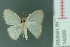  ( - RMNH.INS.14099)  @13 [ ] Unspecified (default): All Rights Reserved  Unspecified Unspecified