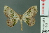  (Antitrygodes pseudagrata - RMNH.INS.14109)  @14 [ ] Unspecified (default): All Rights Reserved  Unspecified Unspecified