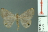  ( - RMNH.INS.14123)  @14 [ ] Unspecified (default): All Rights Reserved  Unspecified Unspecified