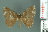  (Astygisa subaurata - RMNH.INS.14132)  @14 [ ] Unspecified (default): All Rights Reserved  Unspecified Unspecified