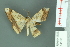  ( - RMNH.INS.14152)  @13 [ ] Unspecified (default): All Rights Reserved  Unspecified Unspecified