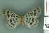  ( - RMNH.INS.14159)  @13 [ ] Unspecified (default): All Rights Reserved  Unspecified Unspecified