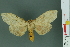  (Cerasana - RMNH.INS.14170)  @14 [ ] Unspecified (default): All Rights Reserved  Unspecified Unspecified
