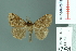 ( - RMNH.INS.14184)  @13 [ ] Unspecified (default): All Rights Reserved  Unspecified Unspecified