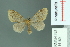  (Rhypotoses ruptata - RMNH.INS.14189)  @13 [ ] Unspecified (default): All Rights Reserved  Unspecified Unspecified