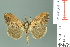  (Orgyia osseata - RMNH.INS.14194)  @15 [ ] Unspecified (default): All Rights Reserved  Unspecified Unspecified