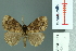  (Rhypotoses brooksi - RMNH.INS.14210)  @13 [ ] Unspecified (default): All Rights Reserved  Unspecified Unspecified