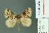  ( - RMNH.INS.14216)  @13 [ ] Unspecified (default): All Rights Reserved  Unspecified Unspecified