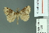  (Rhypotoses strigifimbria - RMNH.INS.14218)  @14 [ ] Unspecified (default): All Rights Reserved  Unspecified Unspecified