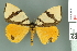  (Numenes insignis - RMNH.INS.14249)  @14 [ ] Unspecified (default): All Rights Reserved  Unspecified Unspecified