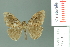  (Orgyia postica - RMNH.INS.14261)  @13 [ ] Unspecified (default): All Rights Reserved  Unspecified Unspecified