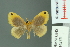  (Artaxa nubilosa - RMNH.INS.14275)  @13 [ ] Unspecified (default): All Rights Reserved  Unspecified Unspecified