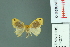  (Micromorphe oculata - RMNH.INS.14277)  @13 [ ] Unspecified (default): All Rights Reserved  Unspecified Unspecified