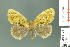  ( - RMNH.INS.14280)  @14 [ ] Unspecified (default): All Rights Reserved  Unspecified Unspecified