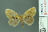  (Artaxa ormea - RMNH.INS.14282)  @14 [ ] Unspecified (default): All Rights Reserved  Unspecified Unspecified