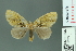  ( - RMNH.INS.14283)  @13 [ ] Unspecified (default): All Rights Reserved  Unspecified Unspecified
