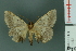  ( - RMNH.INS.14353)  @12 [ ] Unspecified (default): All Rights Reserved  Unspecified Unspecified