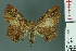  ( - RMNH.INS.14354)  @11 [ ] Unspecified (default): All Rights Reserved  Unspecified Unspecified