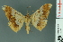  ( - RMNH.INS.14357)  @11 [ ] Unspecified (default): All Rights Reserved  Unspecified Unspecified